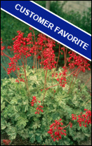 Customer Favorite