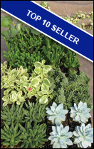 Top Ten Seller