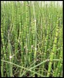 Equisetum hyemale