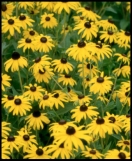 Rudbeckia 'Goldsturm'