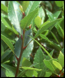 LAURUS nobilis
