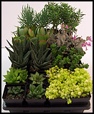 SUCCULENT ASSORTMENT Smaller Varieties