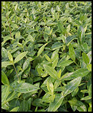 VINCA minor