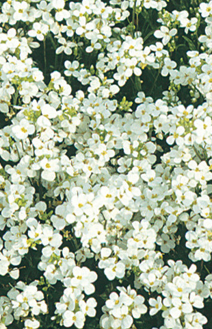 Common Flower List on Common Name  Rock Cress