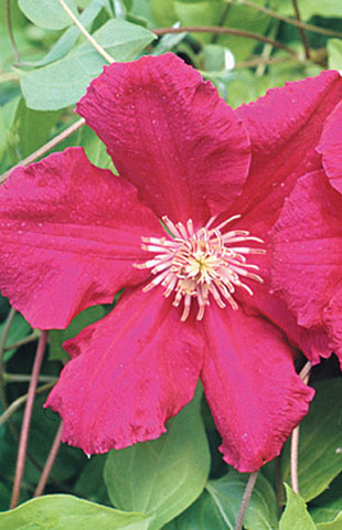 japanese maple tree seeds. Red Japanese Maple This