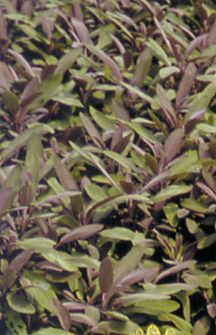 Common Name Purple Sage Description RHS Award of Garden Merit