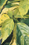Click here to view product