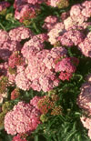 Click here to view product