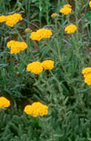 Click here to view product