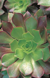 Click here to view product