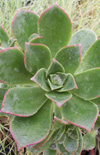 Click here to view product