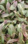 Click here to view product
