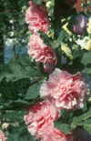 Click here to view product