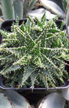 Click here to view product