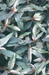 Click here to view product