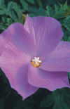 Click here to view product