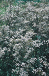 Click here to view product