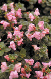 Click here to view product