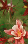 Click here to view product