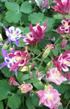 Click here to view product