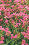 Click here to view product