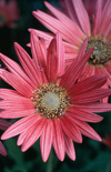 Click here to view product