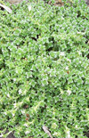 Click here to view product