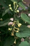 Click here to view product