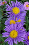 Click here to view product