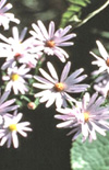 Click here to view product