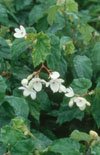 Click here to view product