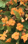 Click here to view product