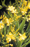 Click here to view product