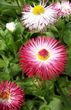 Click here to view product