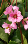 Click here to view product
