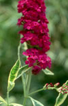 Click here to view product