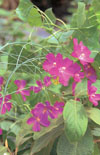 Click here to view product