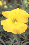 Click here to view product