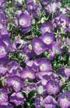Click here to view product
