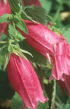 Click here to view product