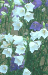Click here to view product
