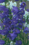 Click here to view product