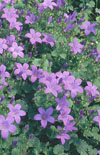 Click here to view product