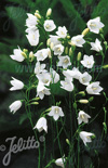 Click here to view product