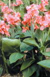 Click here to view product