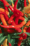 Click here to view product