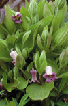 Click here to view product