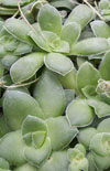 Click here to view product