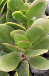 Click here to view product