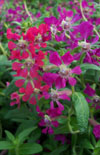 Click here to view product